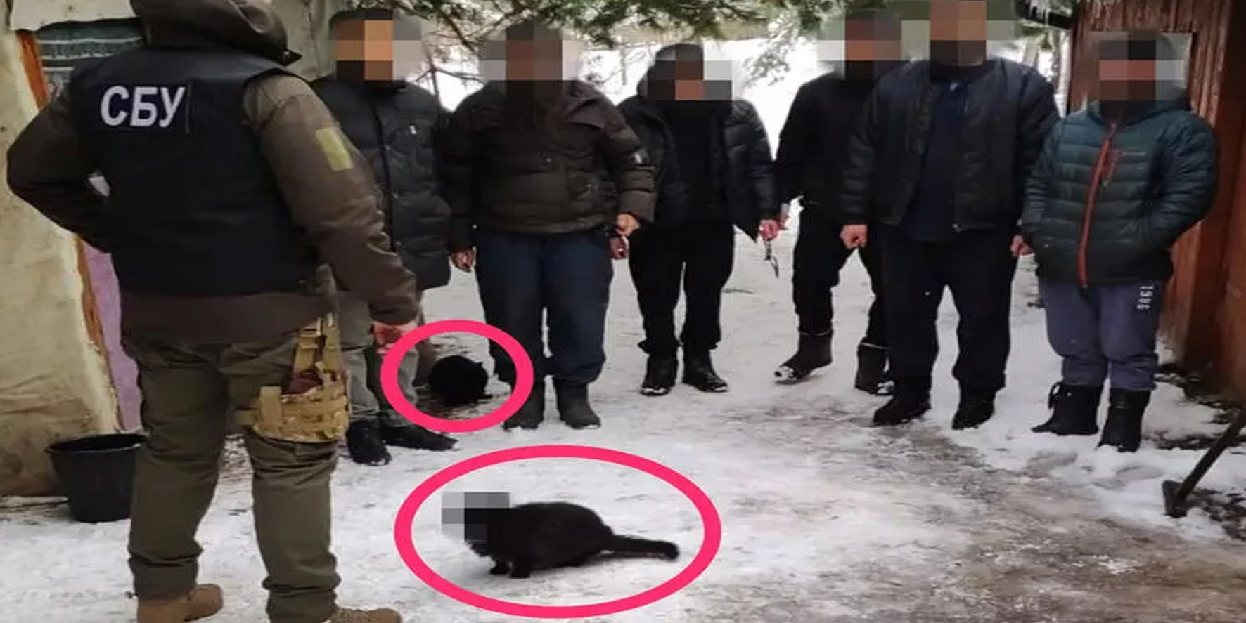 Ukrayna istihbaratı kediyi ajan olarak kullandı!