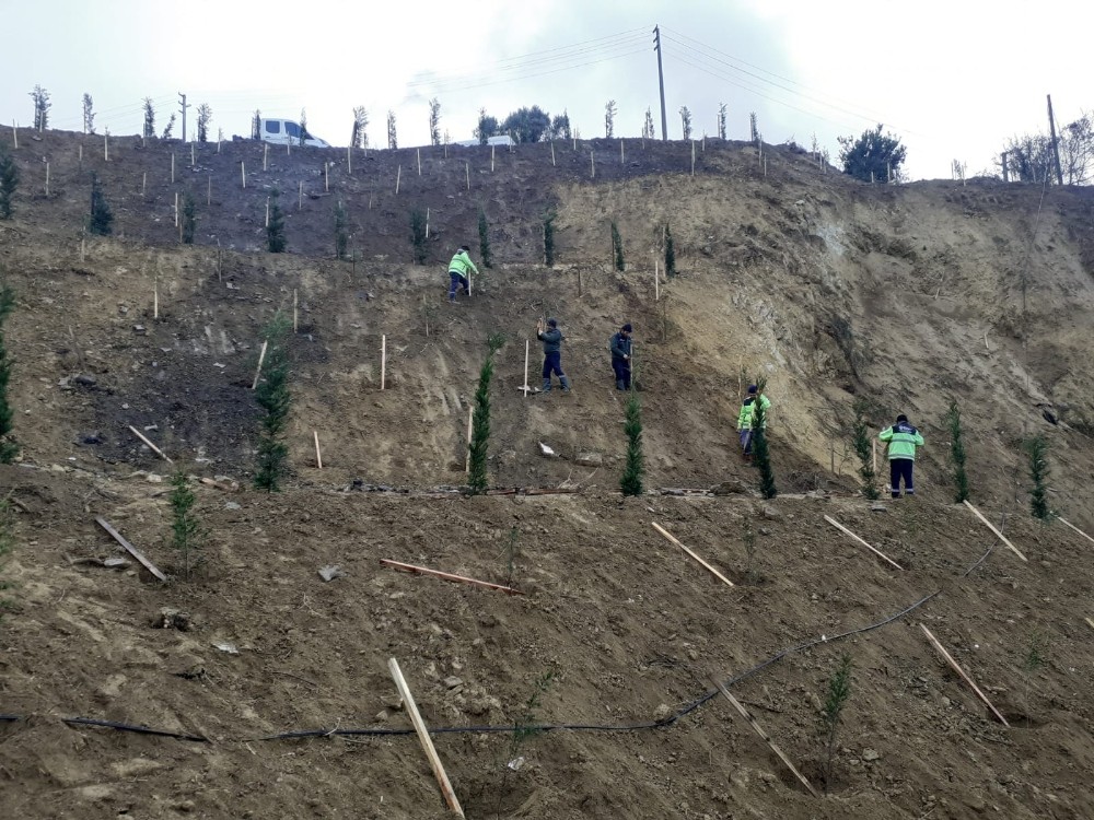 Ulaşlı’da toprak kayması yaşanan arazi ağaçlandırıldı 