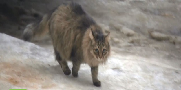 Rusya’da ülke gündemine oturan kedi