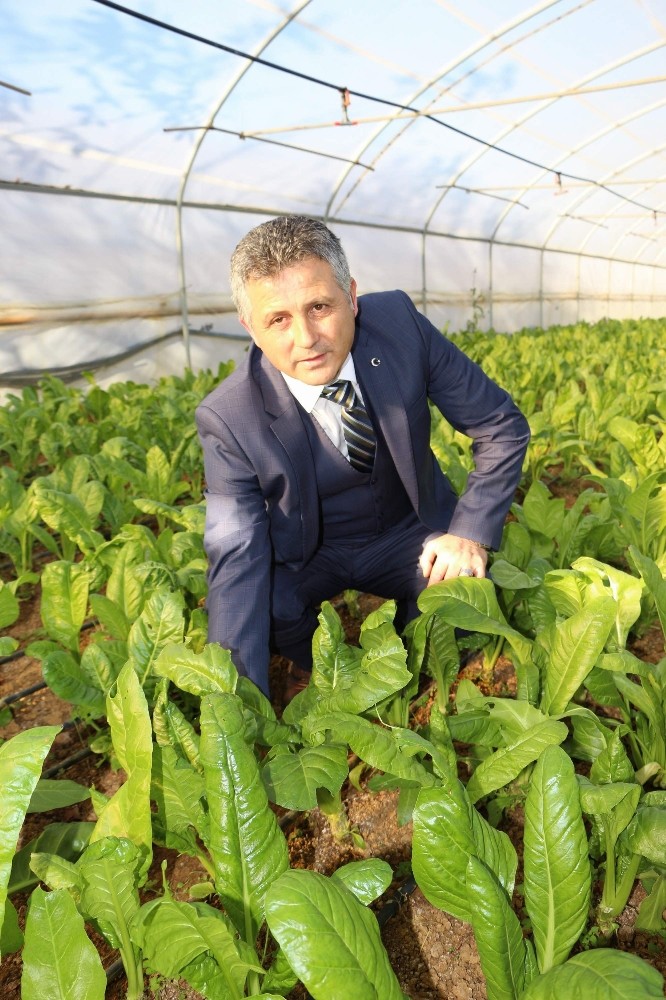 Ülke nüfusu artarken sebze üretim alanları azaldı 