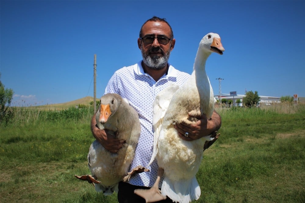 Ülke üretimine katkı sunmak için kaz çiftliği kurdu 