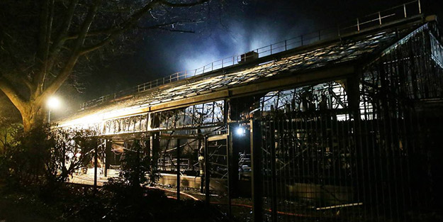 Ülkede facia! Tüm hayvanlar telef oldu