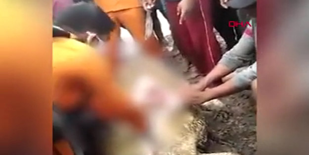 Ülkede korkunç olay! Dev timsahın karnı açıldı, yuttuğu kadının parçaları çıktı