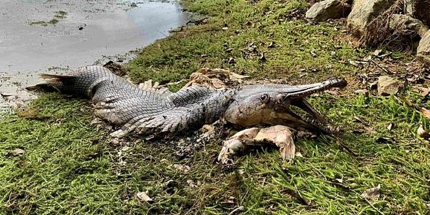 Ülkede panik! Karaya vurdu