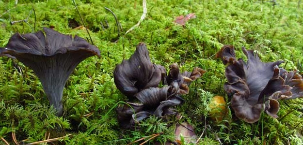 Ülkemizde bulunan yenilebilir mantarlar