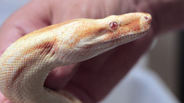 Ülkeye yasa dışı yollarla sokulan piton ve boa yılanına el konuldu