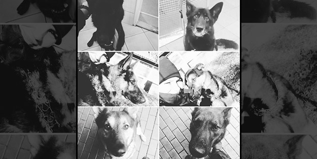 Ülkeyi sarsan korkunç olay! Polis köpekleri haşlanarak can verdi