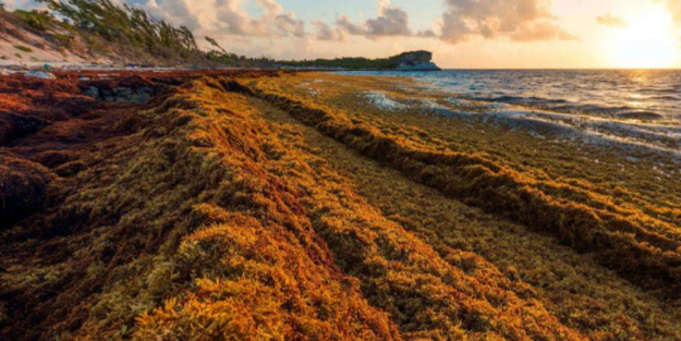 Ülkeyi yutacak! ABD topraklarının iki katı büyüklüğünde dev yosun kütlesi...