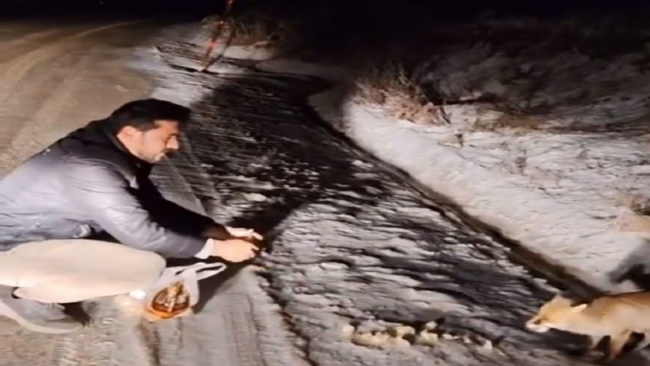 Uludağ yolunda sıcak anlar! Tilkiyi eliyle besledi