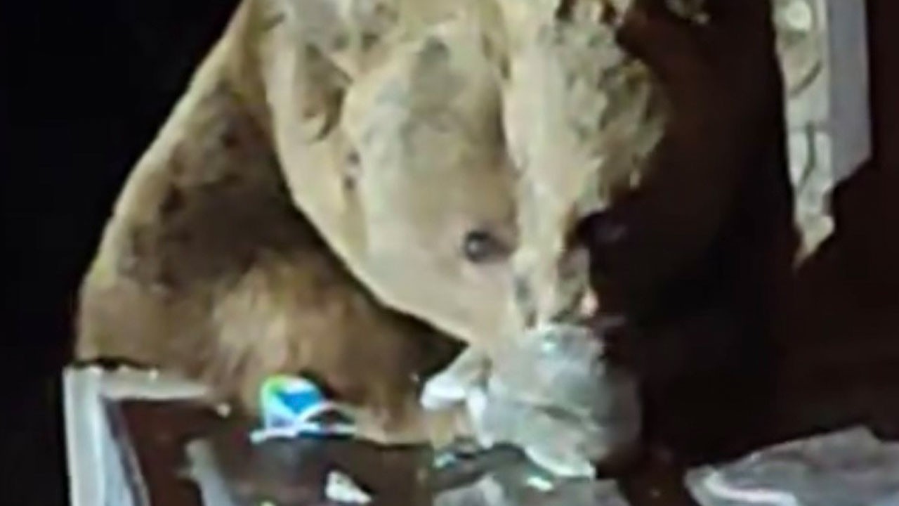 Uludağ’da aç kalan ayı yerleşim alanına indi!