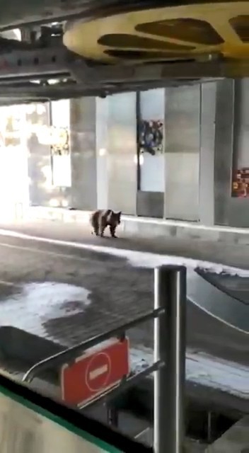 Uludağ’da aç kalan ayılar teleferiğe indi 