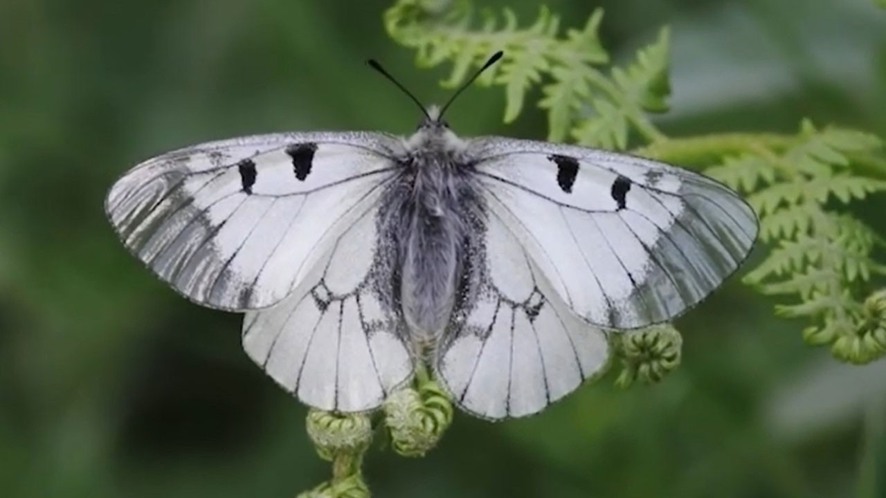 Uludağ’da ender güzellik! Nesli tükenmekte olan kelebek görüntülendi