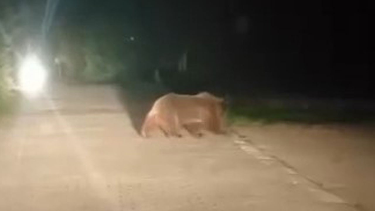 Uludağ’da gece baskını! Bursa’da ayı alarmı