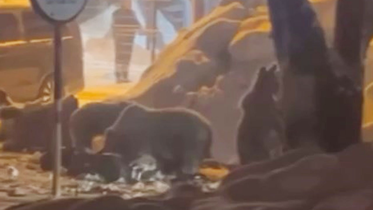 Uludağ'da kış uykusundan uyanan ayı ailesi, kahvaltı için oteller bölgesini seçti