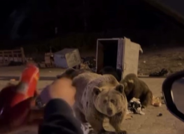 Uludağ’da Tehlikeli Yakınlaşma: Ayı Ailesini Beslemeye Çalışan Vatandaşın Aracına Saldırı!