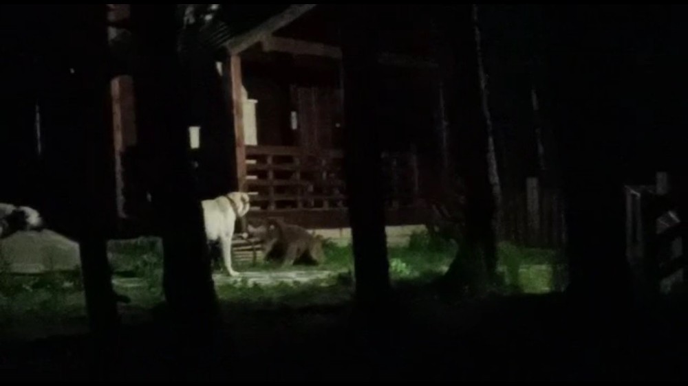 Uludağ’da yaban hayat böyle görüntülendi. 