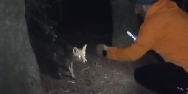 Uludağ'da yanına gelen tilkiye köfte ikram etti