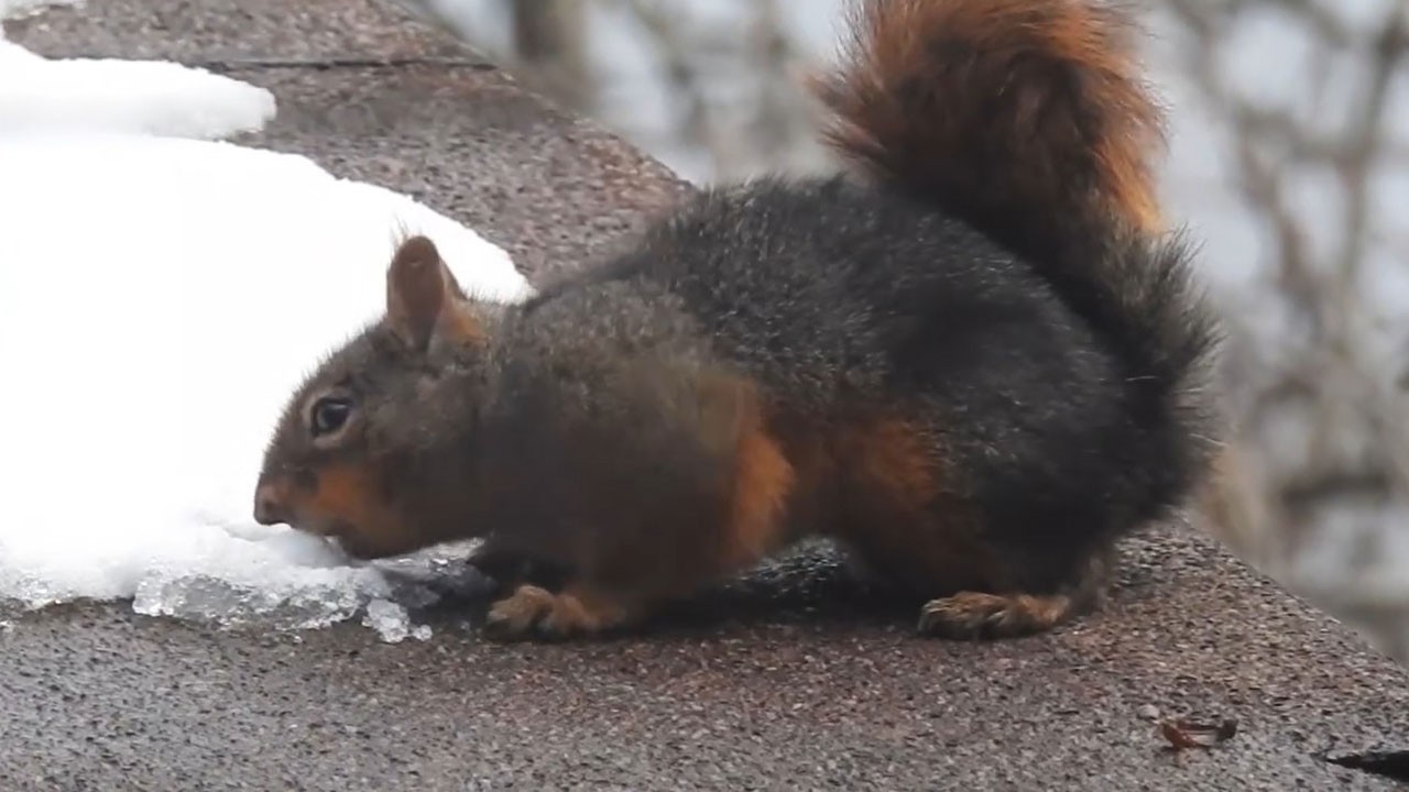 Uludağ’da yüzleri güldüren görüntü! Sincabın kar keyfi kamerada