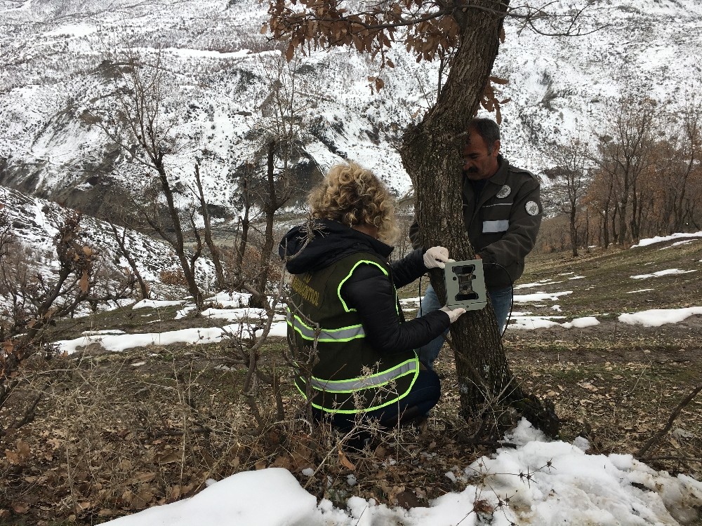 Uludere’de vahşi yaşamın sırlarını keşfetmek için fotokapan kuruldu 