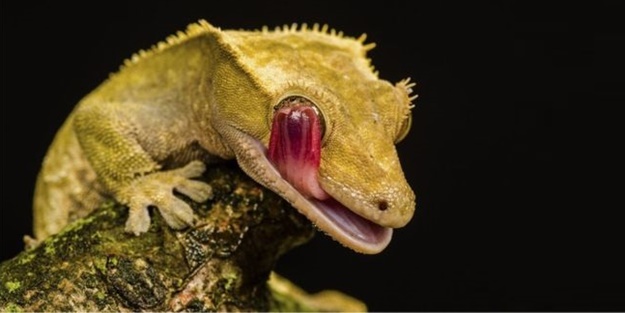 Uluslararası Bilim Fotoğrafları yarışmasından muhteşem görüntüler