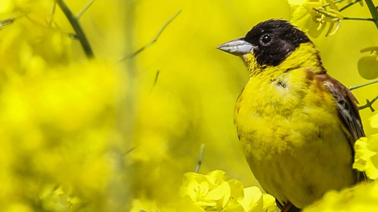 Uluslararası biyoçeşitlilik projeleri için başvurular başladı