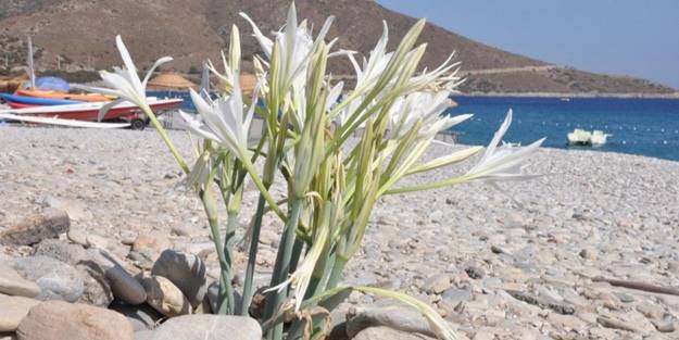 Uluslararası sözleşmelerle korunuyor: Koparmanın cezası 80 bin 465 TL!