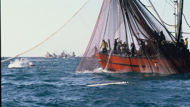 Uluslararası sularda avcılık serbest