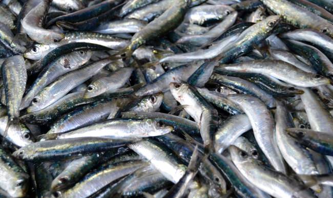 Umduğunu bulamayan balıkçı kıyıya erken çekiliyor