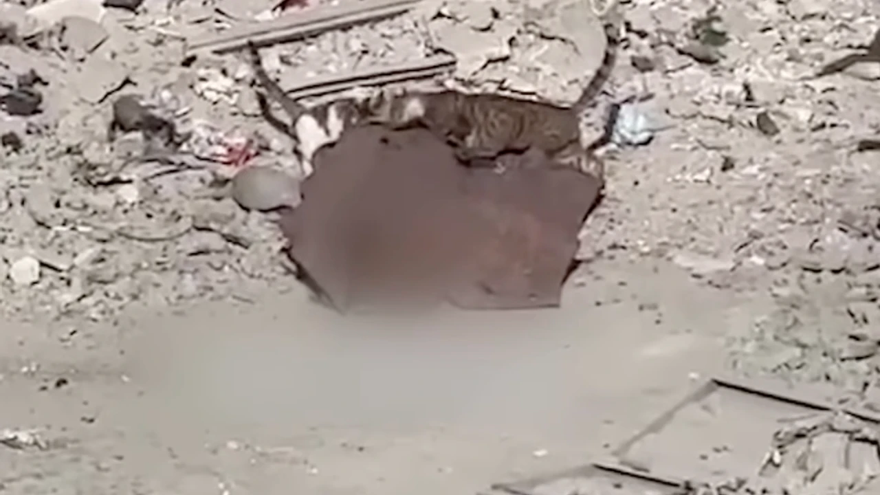 Ümmetin rezilliği! Gazze'de şehitlerin naaşları kedilere yem oluyor!