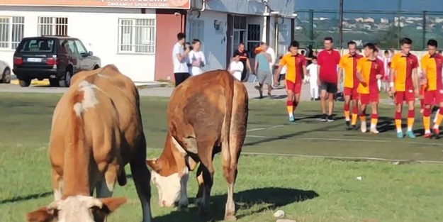 Ümraniyespor'dan çok konuşulan inek fotoğrafı ile ilgili açıklama