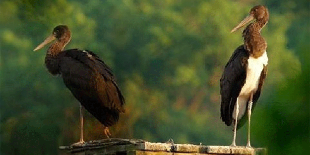 Umudun adı oldu! Yavru leylek Çekya'dan Türkiye'ye kadar geldi