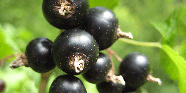 Umut ışığı yandı İşte göğüs kanseri hücrelerini yok eden besin