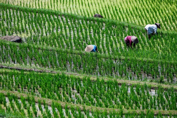UNESCO onaylı miras: Pirinç hasadı