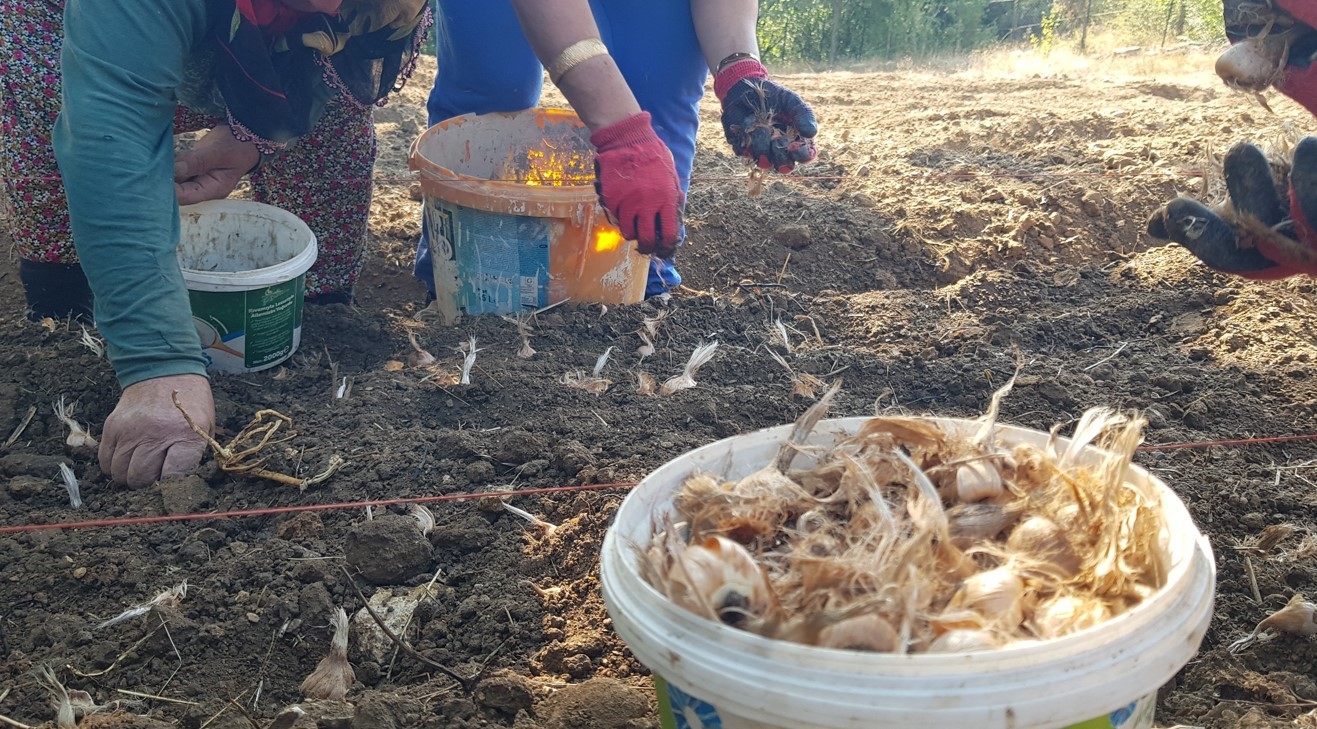 UNESCO’nun listesinde yer alıyor! Dünyanın en pahalı baharatı toprakla buluştu