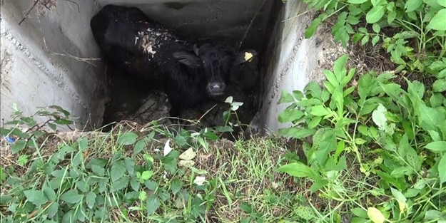 Üniversite bahçesinde 'manda kurtarma operasyonu'