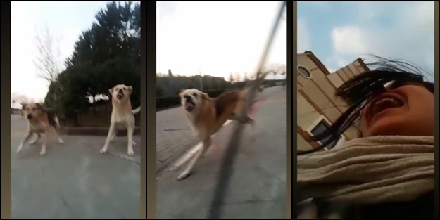 Üniversite kampüsünde başıboş köpek dehşeti! Rektörü şikayet eden Haydar Özkan, yeni bir faciaya sebep oluyordu