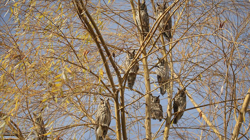 Üniversite kampüsündeki ağaç, baykuş kreşi gibi