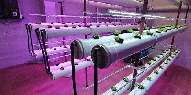 Üniversite öğrencileri başardı! İnsansız ve topraksız tarım projesi yapıldı