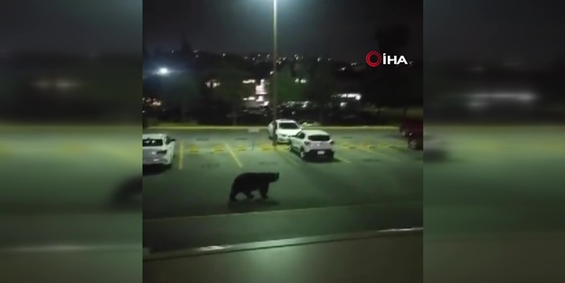 Üniversitede ilginç anlar! Kampüse ayı girdi