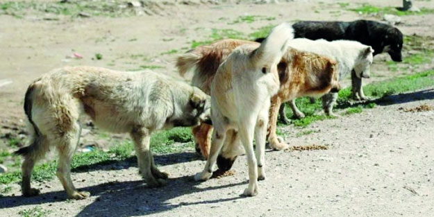 Üniversiteden başıboş köpek sürüsü önlemleri