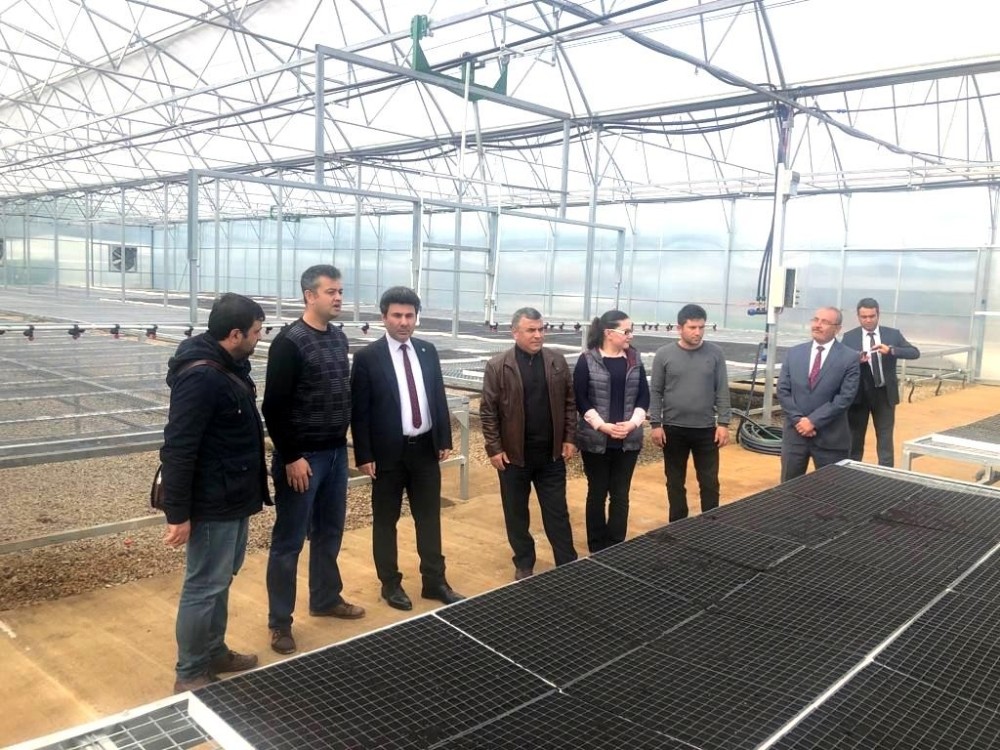 Üniversiteden Kilis Çiftçisine Yerli Üretim Fide Desteği 