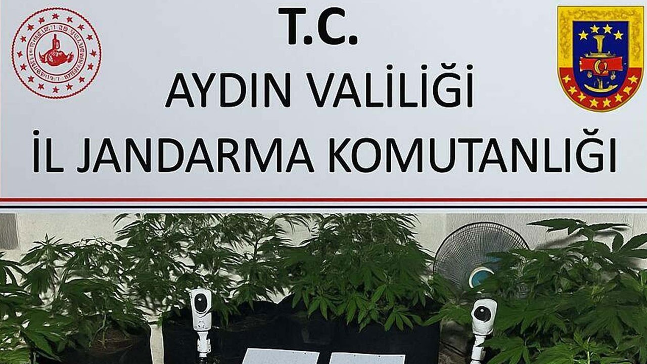 Üniversiteli gizli kenevir serasında yakalandı
