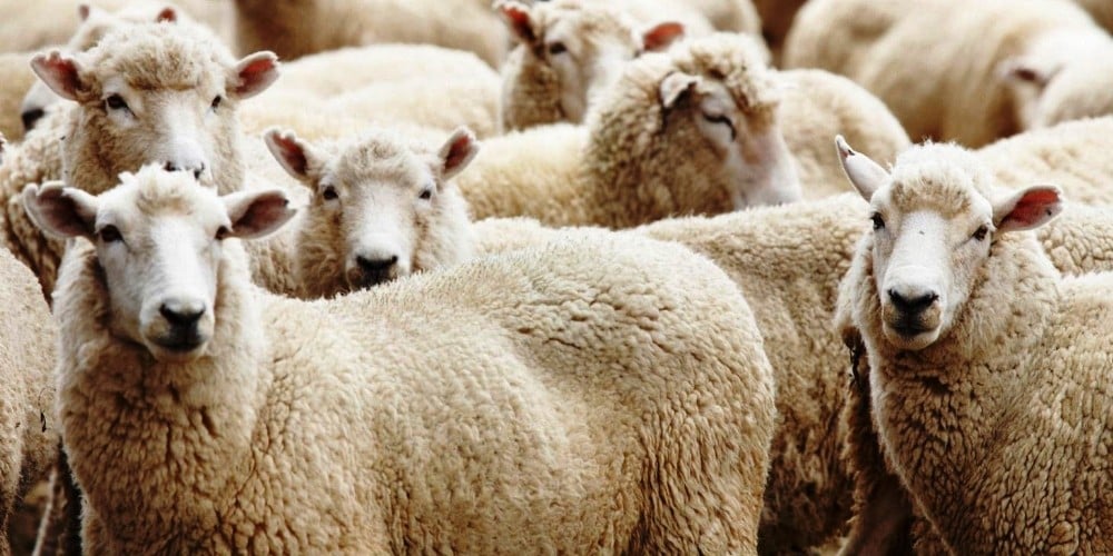 Üniversiteli kurbanlıklar görücüye çıktı 