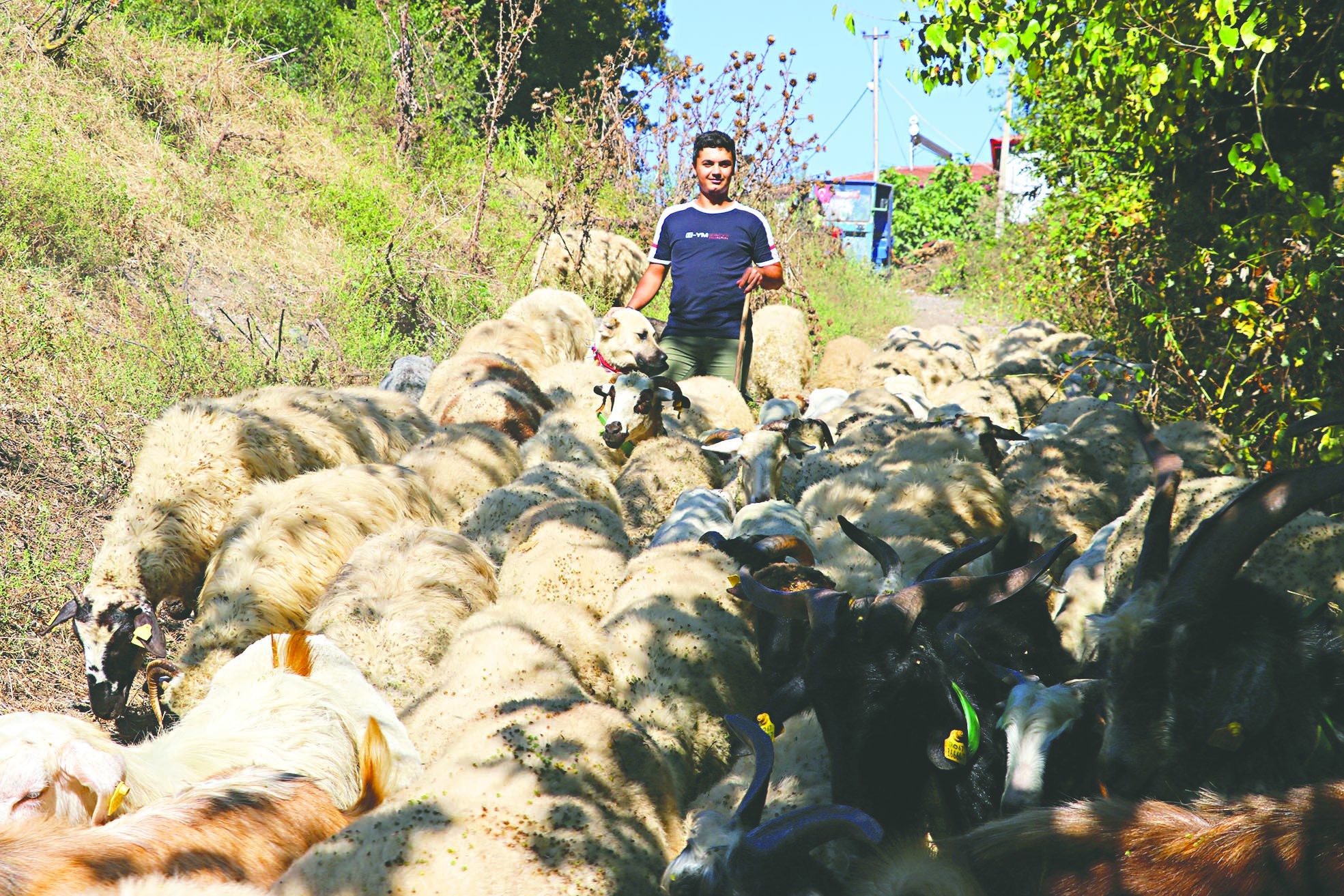 Üniversiteyi bitirdi çobanlığı tercih etti