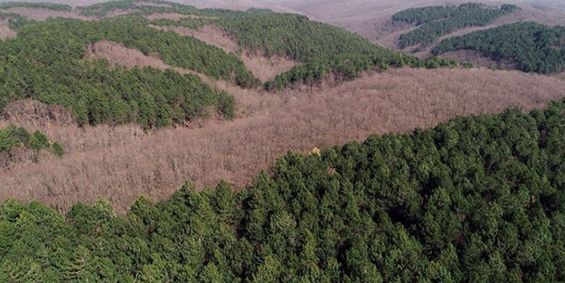 Ünlü 3 şirket, et için ormanları yok etti! Her şeyi sessiz sedasız yapmışlar