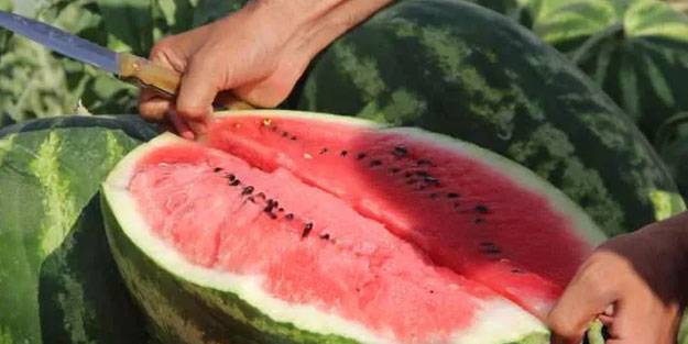 Ünlü karpuzun hasadı başladı