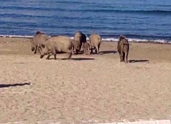 Ünlü plajı domuzlar bastı
