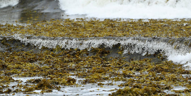 Ünlü plajı yosunlar kapladı