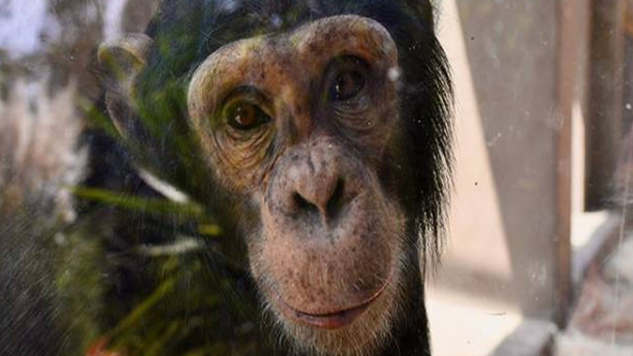 Ünlü dev şirket iflas etti: Hayvan ölümleri ve skandallarla gündemdeydi!