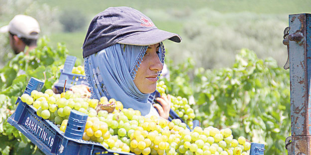 Ünlü Tarsus üzümü ihracata hazırlanıyor